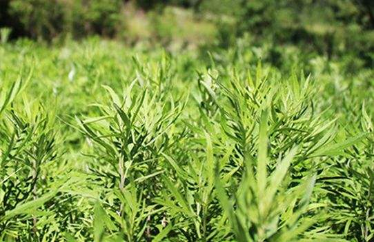 艾草艾葉在生活中有什么用途？